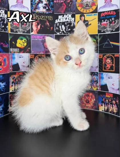 Axl thumbnail 3