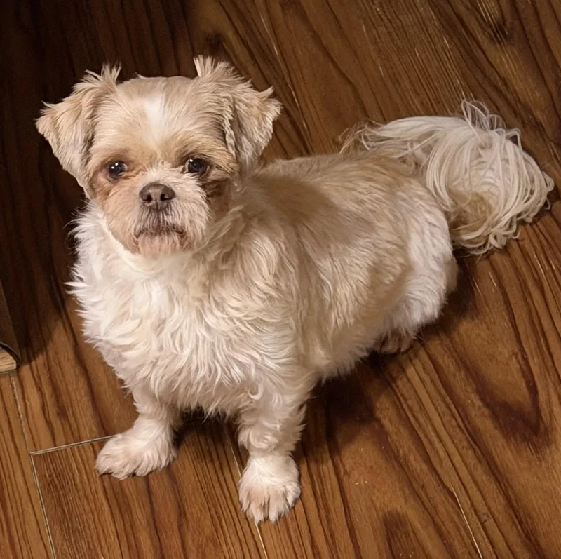 A senior small-sized female Shih Tzu dog named Loretta for adoption in Sioux Falls, SD