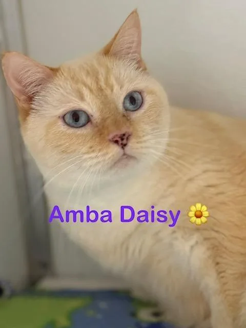 An adult small-sized female Domestic Short Hair cat named Amba for adoption in New Bern, NC