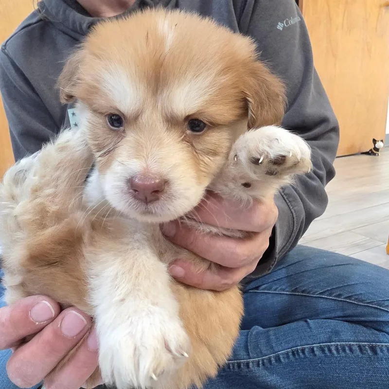A baby small-sized female Australian Cattle Dog / Blue Heeler dog named Snicker Doodle for adoption in Allyn, WA