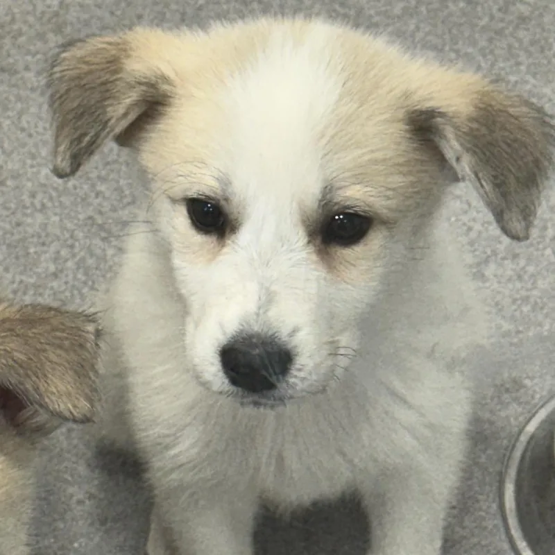A baby medium-sized female Great Pyrenees dog named Ivy for adoption in Cumming, GA