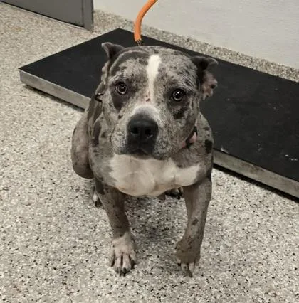 An adult medium-sized female Terrier dog named Sapphire for adoption in Gastonia, NC