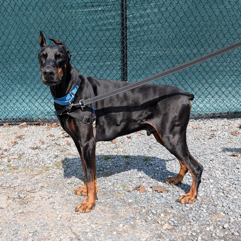 A senior large-sized male Black Doberman Pinscher dog named Hero for adoption in Accident, MD