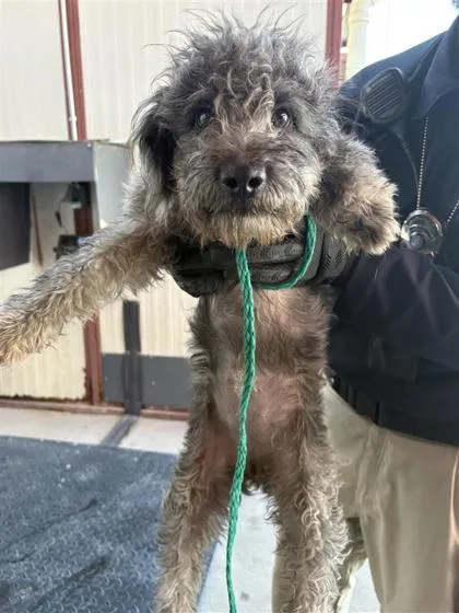 An adult small-sized female Black Terrier dog named 61586076 for adoption in El Paso, TX