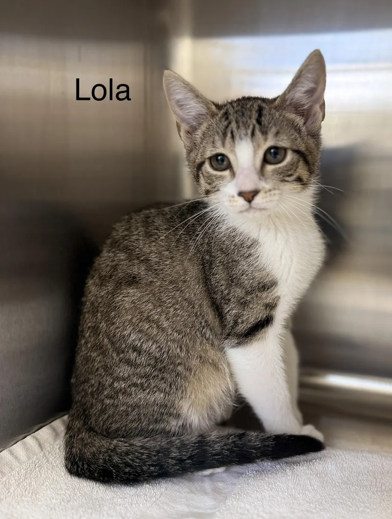 A baby medium-sized female Tabby (Brown / Chocolate) Domestic Short Hair cat named Lola for adoption in Pawleys Island, SC