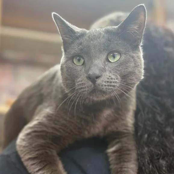 A young medium-sized male Gray / Blue / Silver Domestic Short Hair cat named Finnegan for adoption in Boston, MA