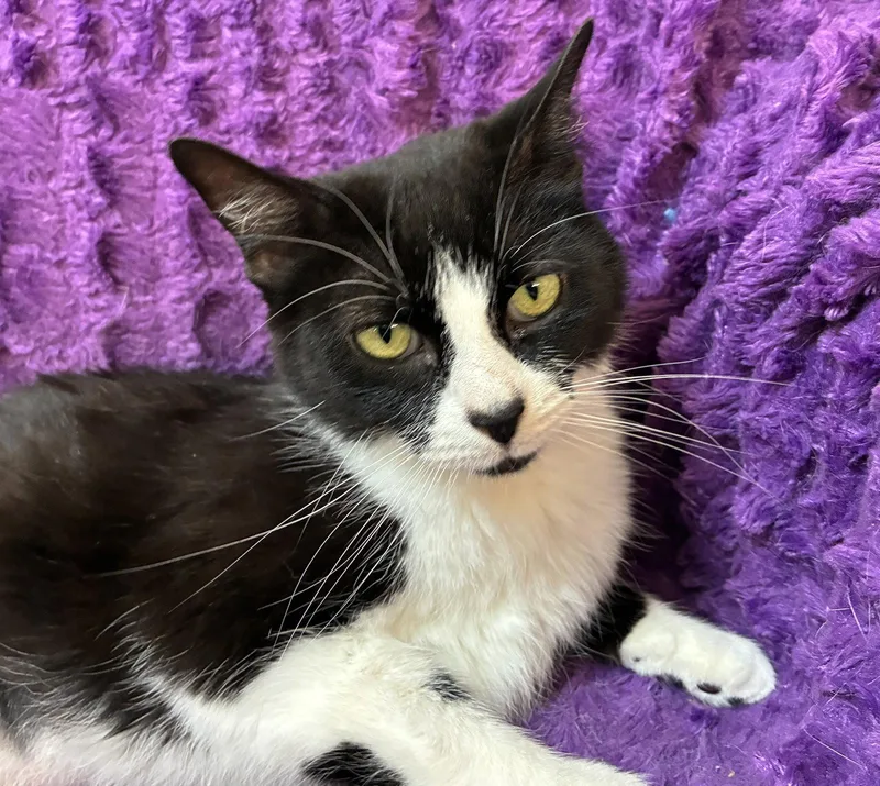 An adult small-sized female Black & White / Tuxedo Domestic Short Hair cat named Libi for adoption in Forest Lake, MN