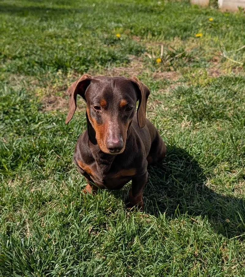 Slinky In Ga thumbnail 3