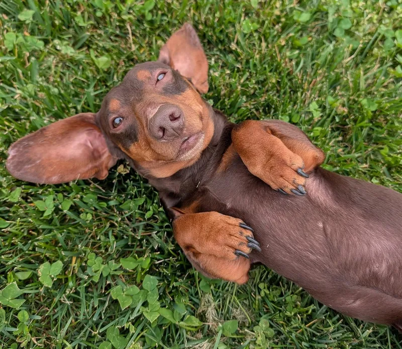 Slinky In Ga thumbnail 4