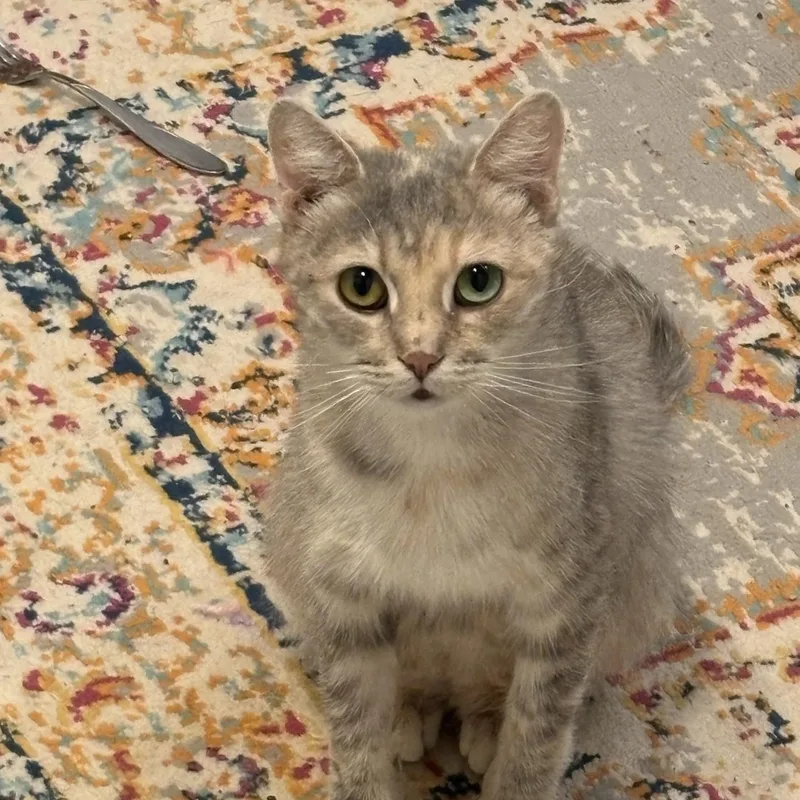 A young medium-sized female Tabby (Orange / Red) Domestic Short Hair cat named Maggie for adoption in Greensburg, PA