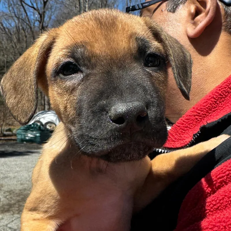 A baby medium-sized male Brown / Chocolate English Bulldog dog named Ny Marvin Avail Apr for adoption in Eastford, CT