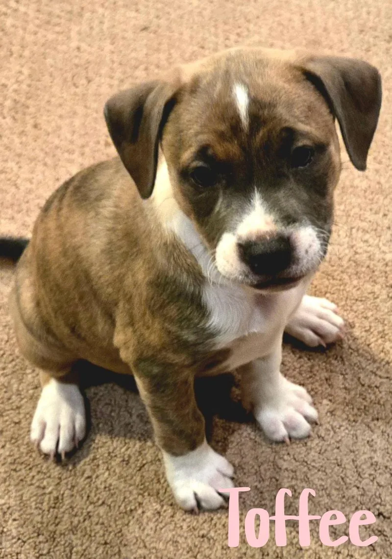 A young large-sized female Brindle American Staffordshire Terrier dog named Toffee for adoption in Elburn, IL