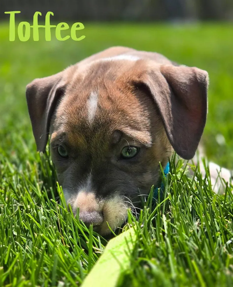 Toffee thumbnail 2
