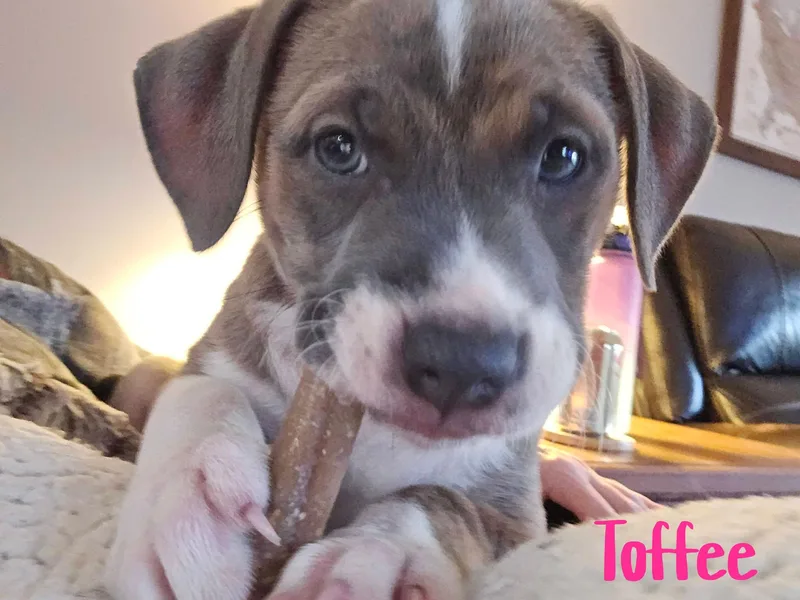 Toffee thumbnail 3