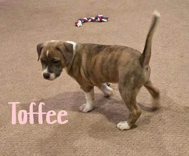 Toffee thumbnail 5