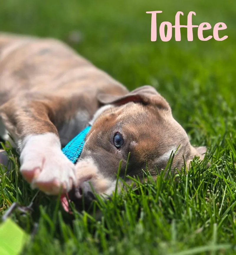 Toffee thumbnail 6