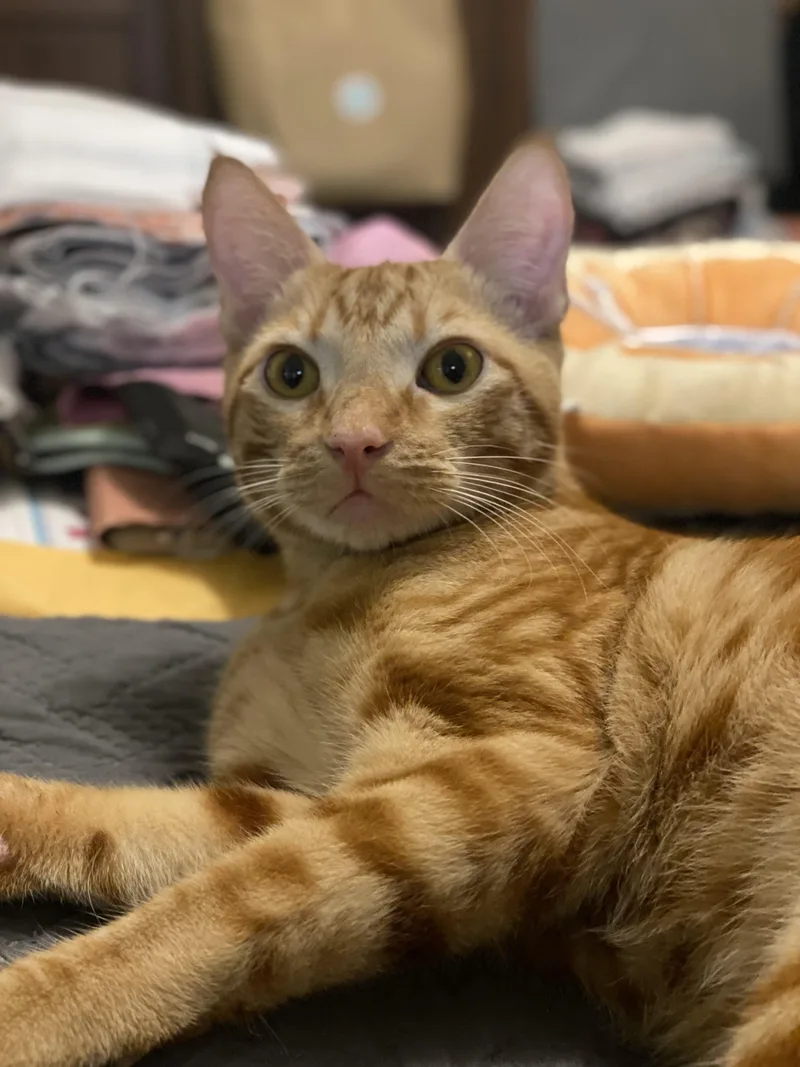 An adult large-sized male Tabby (Orange / Red) Domestic Short Hair cat named Nermal for adoption in Santa Ana, CA