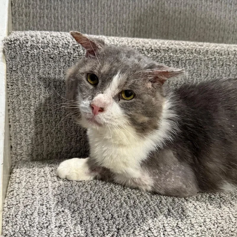 A senior large-sized male Gray / Blue / Silver Domestic Short Hair cat named Jacked Up Jack for adoption in Gibsonia, PA