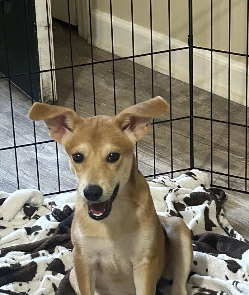 A baby medium-sized female Yellow / Tan / Blond / Fawn Carolina Dog dog named Mae Mae for adoption in Fuquay Varina, NC