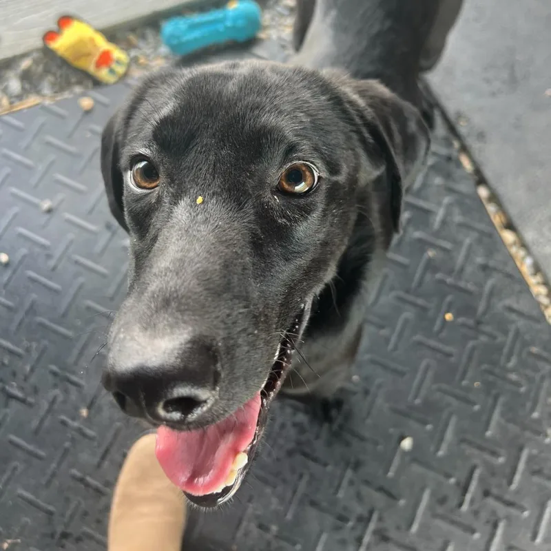 Pork Chop thumbnail 2