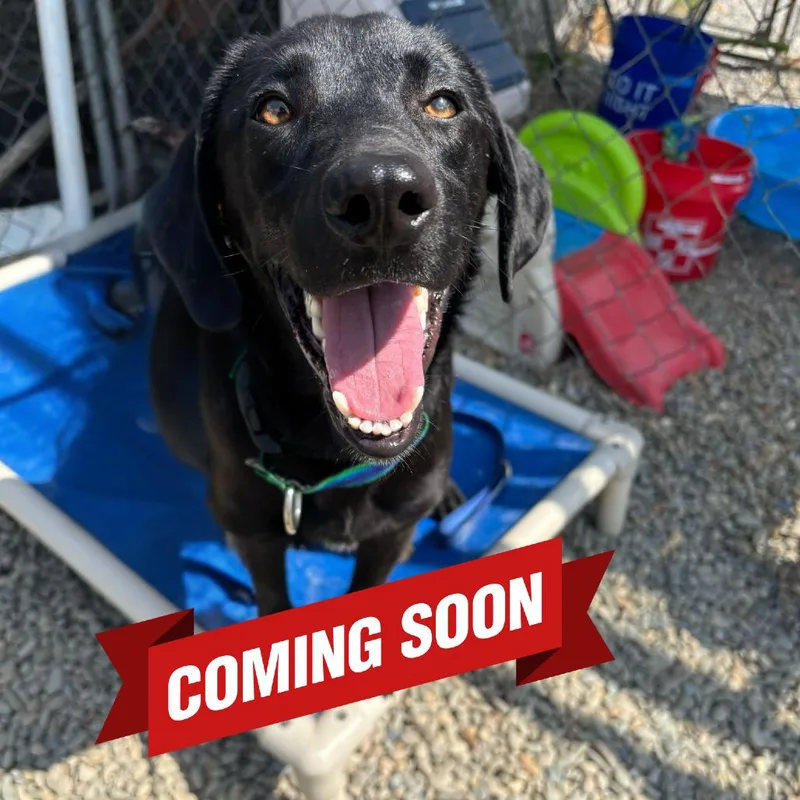 Pork Chop thumbnail 3