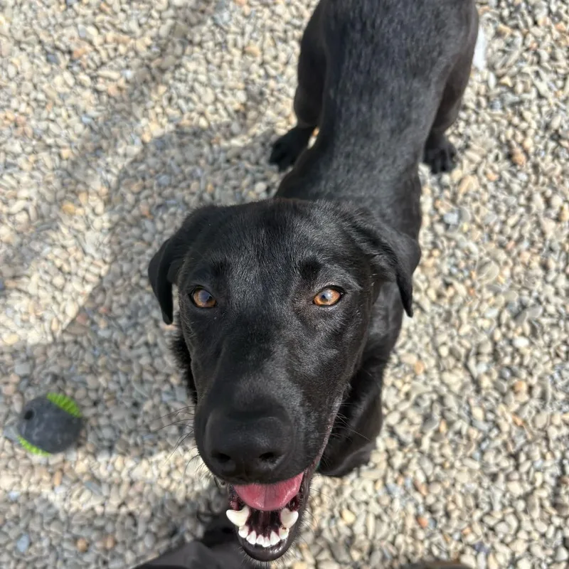 Pork Chop thumbnail 4