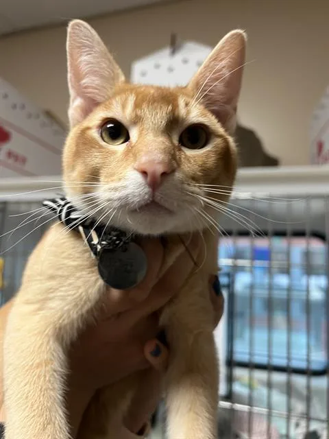 A young small-sized male Domestic Short Hair cat named Lion for adoption in San Jose, CA