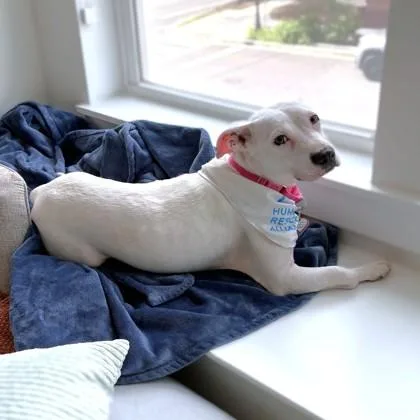 An adult medium-sized female Pit Bull Terrier dog named Zinnia for adoption in Washington, DC