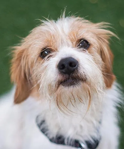 A young small-sized female Terrier dog named Louise for adoption in Encinitas, CA