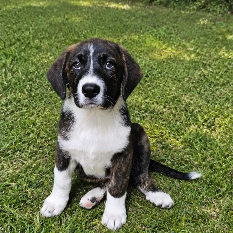 A baby medium-sized male Brindle Australian Shepherd dog named Jax for adoption in BONIFAY, FL