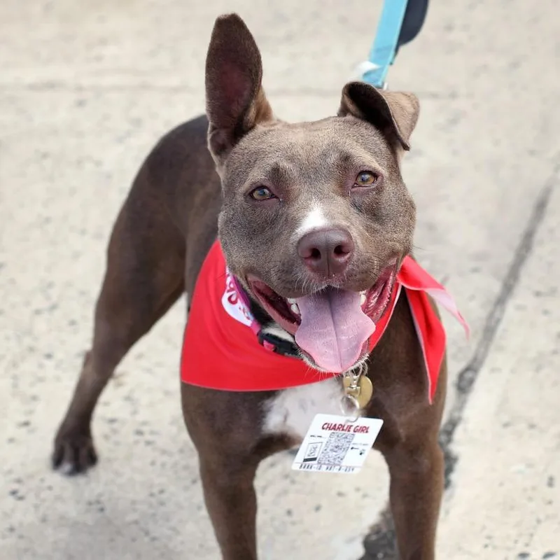 Charlie Girl