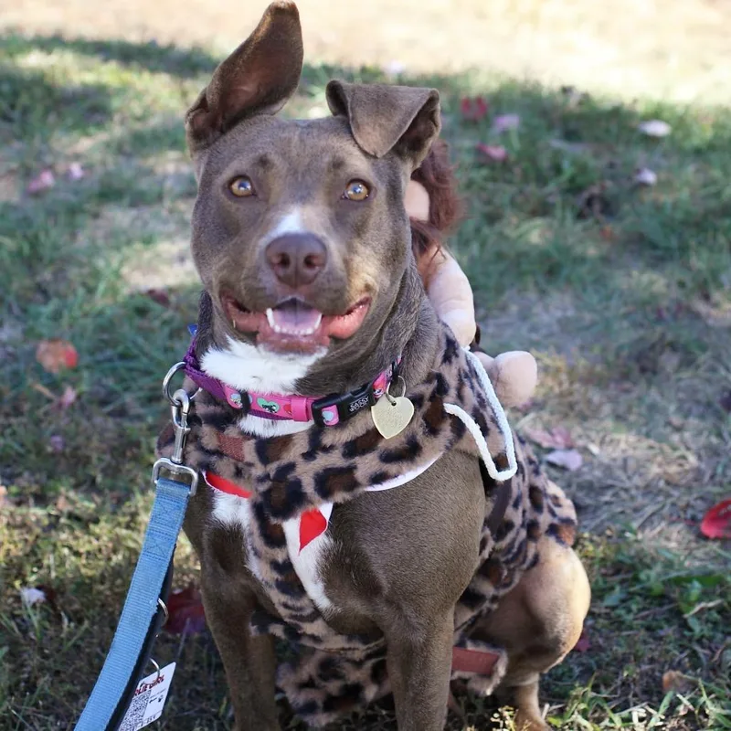 Charlie Girl thumbnail 2