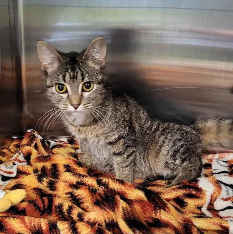 An adult medium-sized female Domestic Short Hair cat named Sky for adoption in Belleville, IL