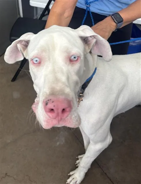 A young extra large-sized female Mixed Breed dog named Cocoa for adoption in Dallas, TX