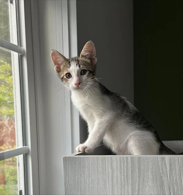 A baby small-sized male Domestic Short Hair cat named Rocky Road for adoption in Santa Cruz, CA