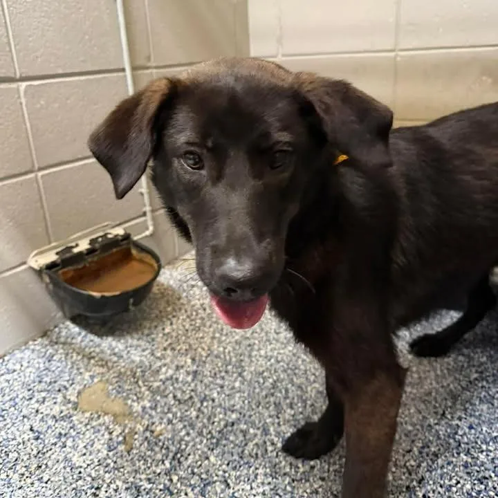 A young medium-sized female Black Shepherd dog named Pozole for adoption in Beaumont, TX