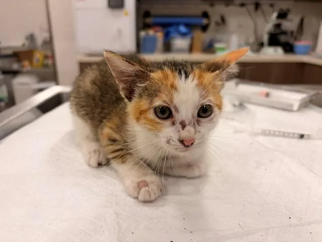 A baby small-sized female Domestic Short Hair cat named Honey Bunches for adoption in Baytown, TX
