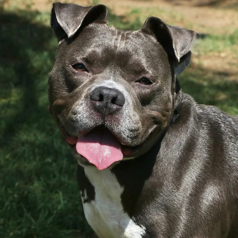 An adult medium-sized male Gray / Blue / Silver Mixed Breed dog named Thor for adoption in Allentown, PA