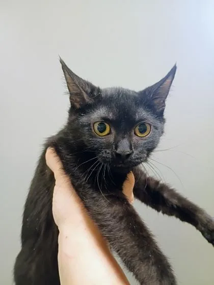 A young small-sized female Domestic Short Hair cat named Bertha for adoption in Beatrice, NE