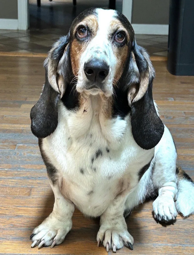 An adult medium-sized female Basset Hound dog named Frankie for adoption in Brookville, OH