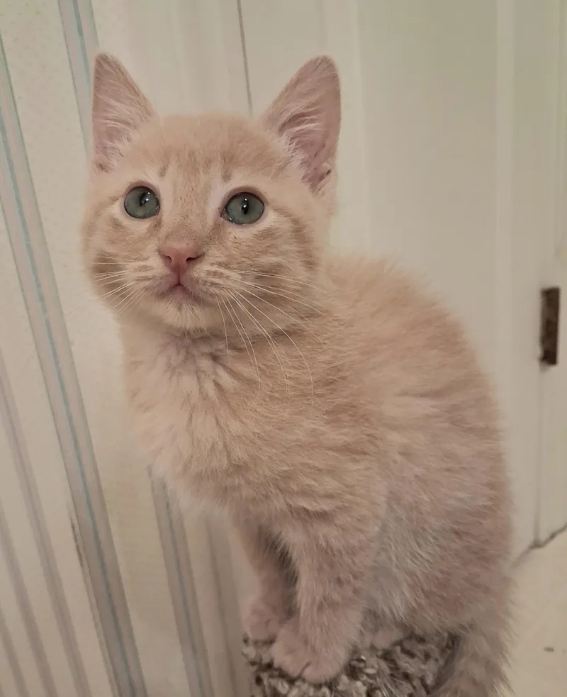 A baby medium-sized male Buff / Tan / Fawn Domestic Short Hair cat named Tater Tot for adoption in Greenville, NC