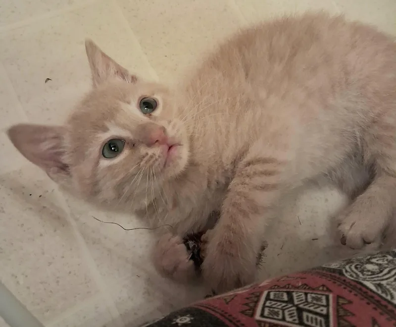 Tater Tot thumbnail 2
