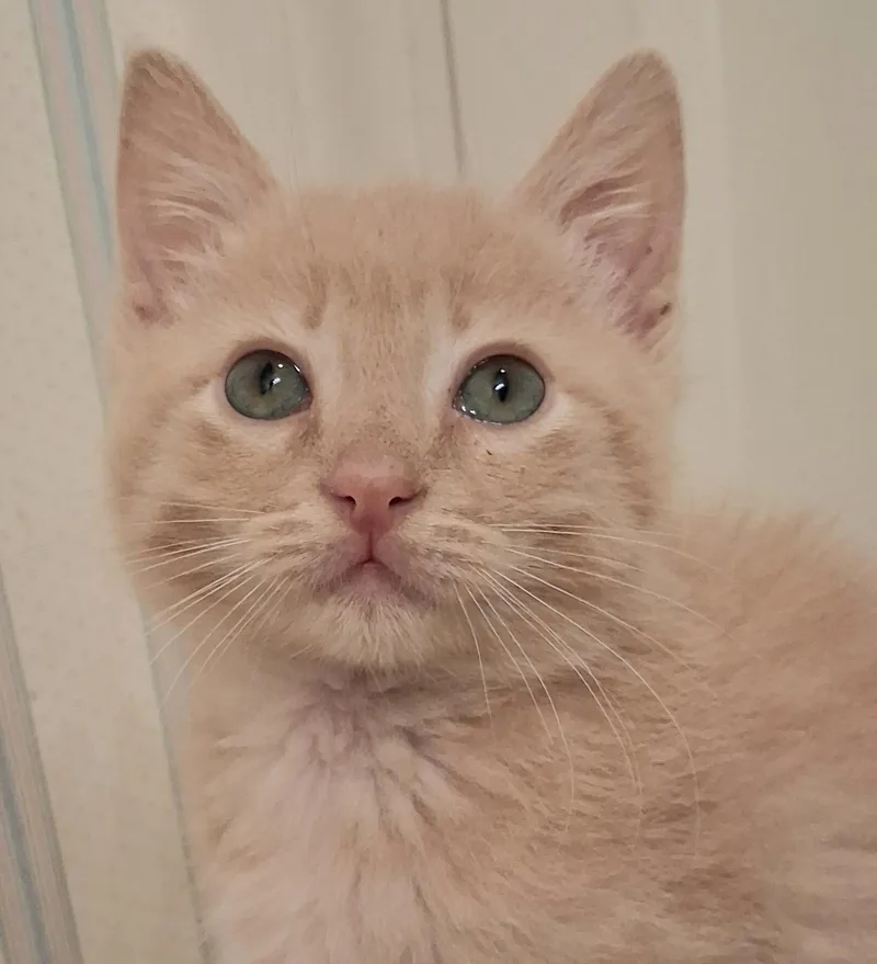 Tater Tot thumbnail 3