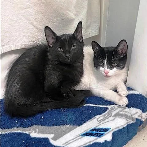 A baby medium-sized male Black & White / Tuxedo Domestic Short Hair cat named Spot for adoption in Salt Lake City, UT