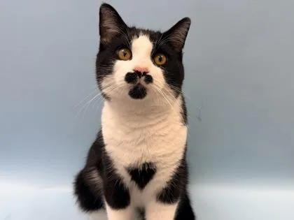 An adult small-sized male Domestic Short Hair cat named Monty for adoption in Woodbury, MN