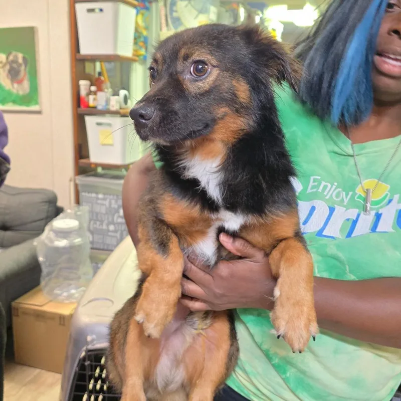 An adult small-sized male Brown / Chocolate Chihuahua dog named Sam for adoption in Hinesville, GA