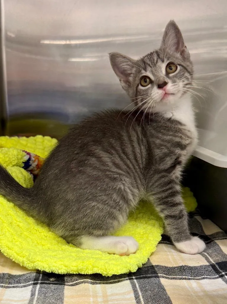 A baby small-sized female Domestic Short Hair cat named Sitka for adoption in Ocala, FL