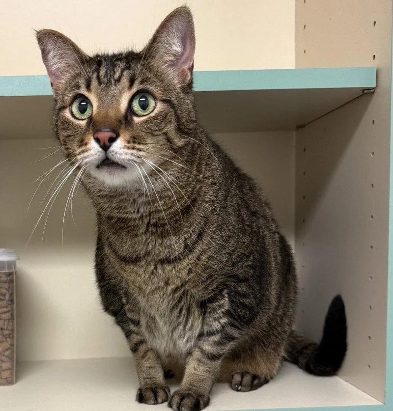 An adult medium-sized male Domestic Short Hair cat named Razcal for adoption in Walled Lake, MI
