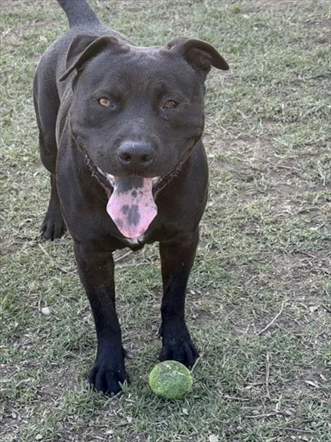 An adult large-sized male Pit Bull Terrier dog named Bently Boy for adoption in Riverside, CA