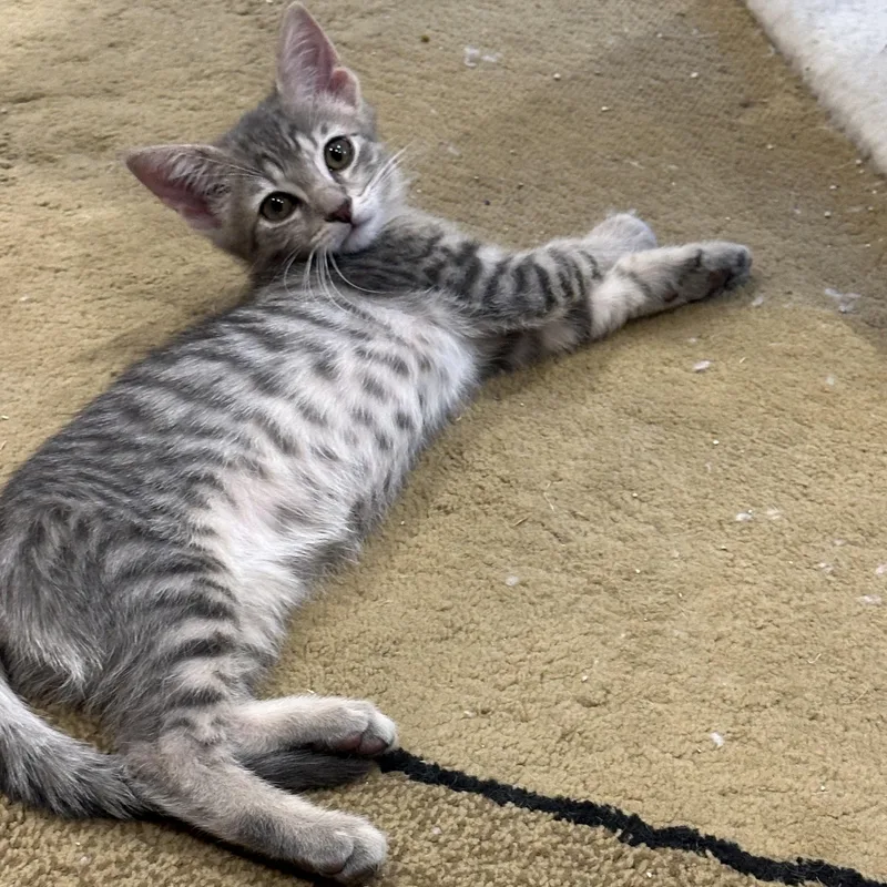 A baby medium-sized female Tabby (Gray / Blue / Silver) Domestic Short Hair cat named Violet for adoption in Beltsville, MD